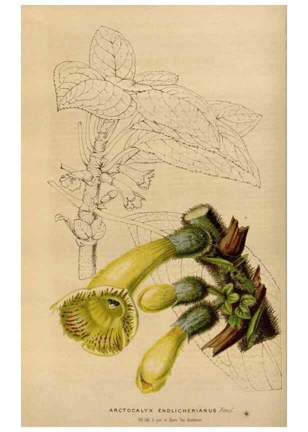 Reproducción/Reproduction 49643737852: Flore des serres et des jardins de l'Europe. A Gand :chez Louis van Houtte, eÌditeur,1845-1880.. 