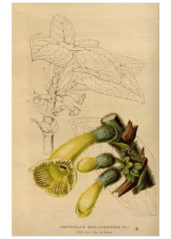 Reproducción/Reproduction 49643737852: Flore des serres et des jardins de l'Europe. A Gand :chez Louis van Houtte, eÌditeur,1845-1880.. 