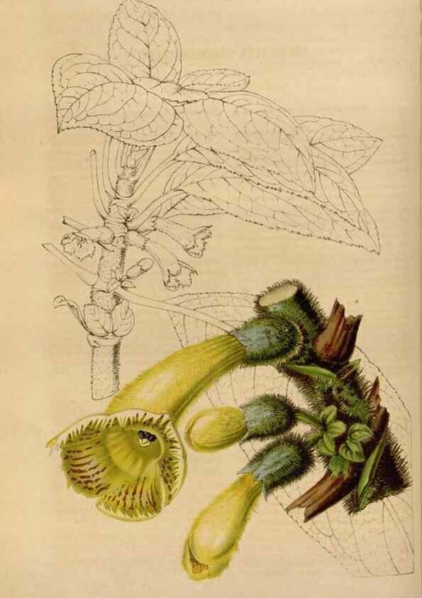 Reproducción/Reproduction 49643737852: Flore des serres et des jardins de l'Europe. A Gand :chez Louis van Houtte, eÌditeur,1845-1880.. 