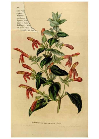 Reproducción/Reproduction 49642940153: Flore des serres et des jardins de l'Europe. A Gand :chez Louis van Houtte, eÌditeur,1845-1880.. 