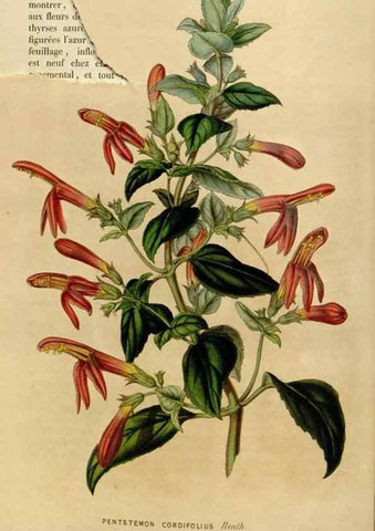 Reproducción/Reproduction 49642940153: Flore des serres et des jardins de l'Europe. A Gand :chez Louis van Houtte, eÌditeur,1845-1880.. 