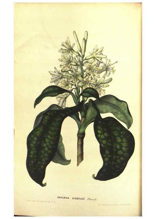 Reproducción/Reproduction 49642940438: Flore des serres et des jardins de l'Europe. A Gand :chez Louis van Houtte, eÌditeur,1845-1880.. 