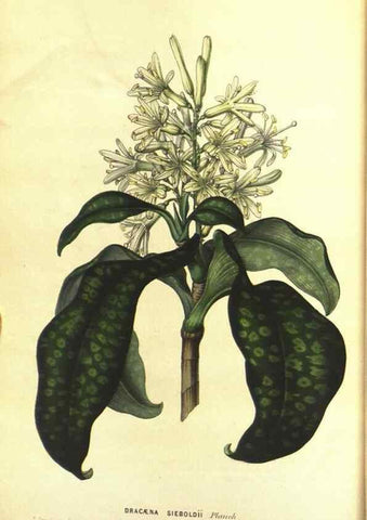 Reproducción/Reproduction 49642940438: Flore des serres et des jardins de l'Europe. A Gand :chez Louis van Houtte, eÌditeur,1845-1880.. 
