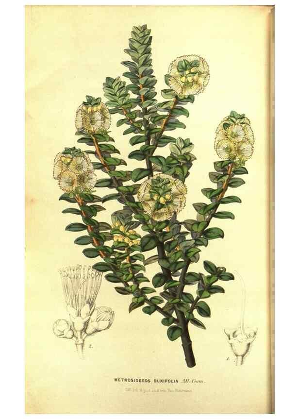 Reproducción/Reproduction 49643743877: Flore des serres et des jardins de l'Europe. A Gand :chez Louis van Houtte, eÌditeur,1845-1880.. 