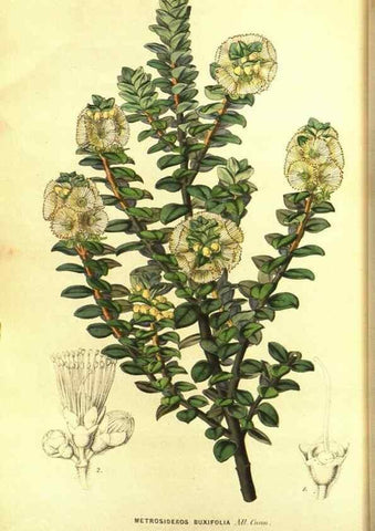 Reproducción/Reproduction 49643743877: Flore des serres et des jardins de l'Europe. A Gand :chez Louis van Houtte, eÌditeur,1845-1880.. 