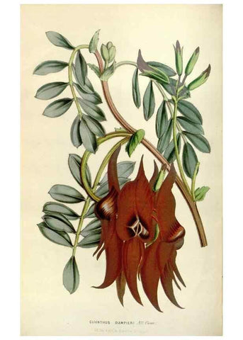 Reproducción/Reproduction 49643468036: Flore des serres et des jardins de l'Europe. A Gand :chez Louis van Houtte, eÌditeur,1845-1880.. 