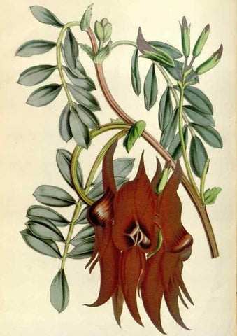 Reproducción/Reproduction 49643468036: Flore des serres et des jardins de l'Europe. A Gand :chez Louis van Houtte, eÌditeur,1845-1880.. 