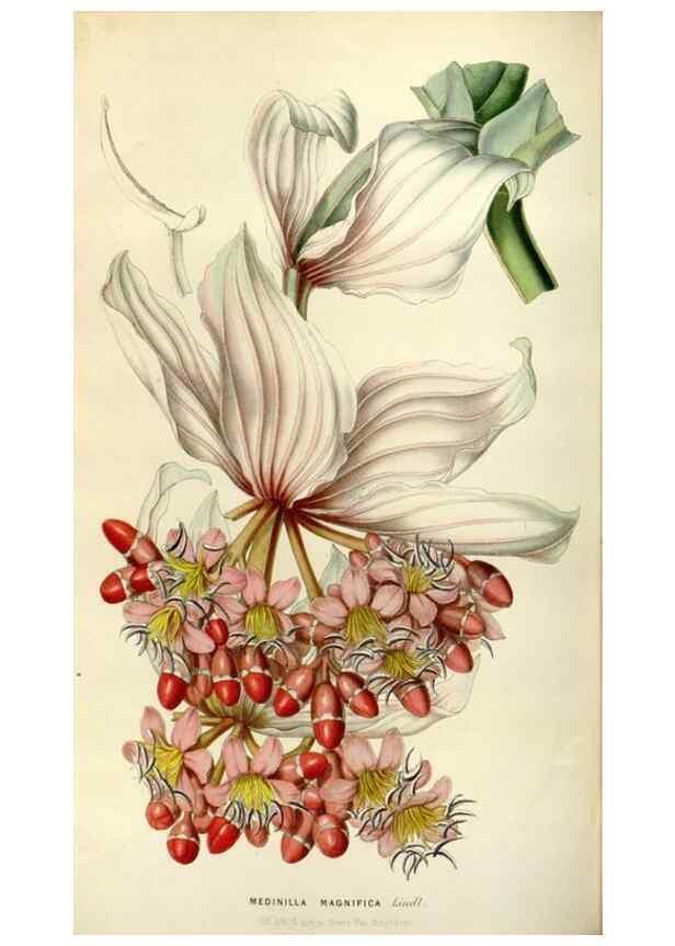 Reproducción/Reproduction 49643744422: Flore des serres et des jardins de l'Europe. A Gand :chez Louis van Houtte, eÌditeur,1845-1880.. 