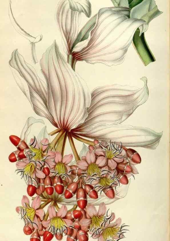 Reproducción/Reproduction 49643744422: Flore des serres et des jardins de l'Europe. A Gand :chez Louis van Houtte, eÌditeur,1845-1880.. 