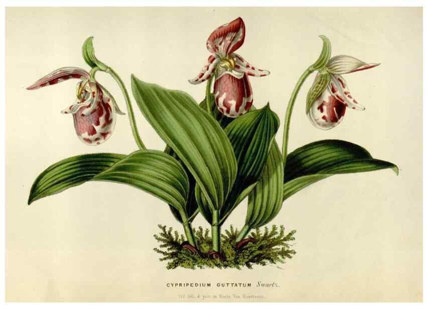 Reproducción/Reproduction 49642941408: Flore des serres et des jardins de l'Europe. A Gand :chez Louis van Houtte, eÌditeur,1845-1880.. 