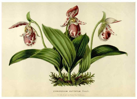 Reproducción/Reproduction 49642941408: Flore des serres et des jardins de l'Europe. A Gand :chez Louis van Houtte, eÌditeur,1845-1880.. 