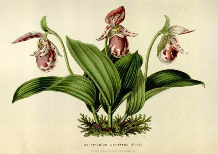 Reproducción/Reproduction 49642941408: Flore des serres et des jardins de l'Europe. A Gand :chez Louis van Houtte, eÌditeur,1845-1880.. 