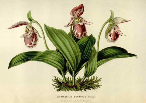 Reproducción/Reproduction 49642941408: Flore des serres et des jardins de l'Europe. A Gand :chez Louis van Houtte, eÌditeur,1845-1880.. 