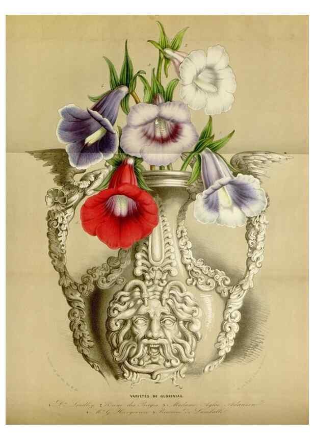 Reproducción/Reproduction 49643468766: Flore des serres et des jardins de l'Europe. A Gand :chez Louis van Houtte, eÌditeur,1845-1880.. 