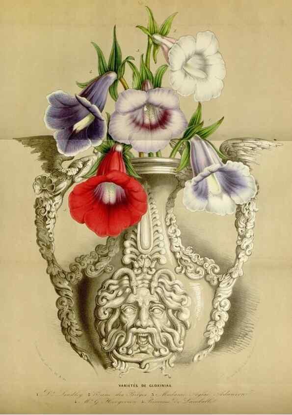 Reproducción/Reproduction 49643468766: Flore des serres et des jardins de l'Europe. A Gand :chez Louis van Houtte, eÌditeur,1845-1880.. 