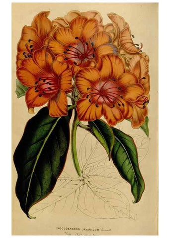 Reproducción/Reproduction 49643745127: Flore des serres et des jardins de l'Europe. A Gand :chez Louis van Houtte, eÌditeur,1845-1880.. 
