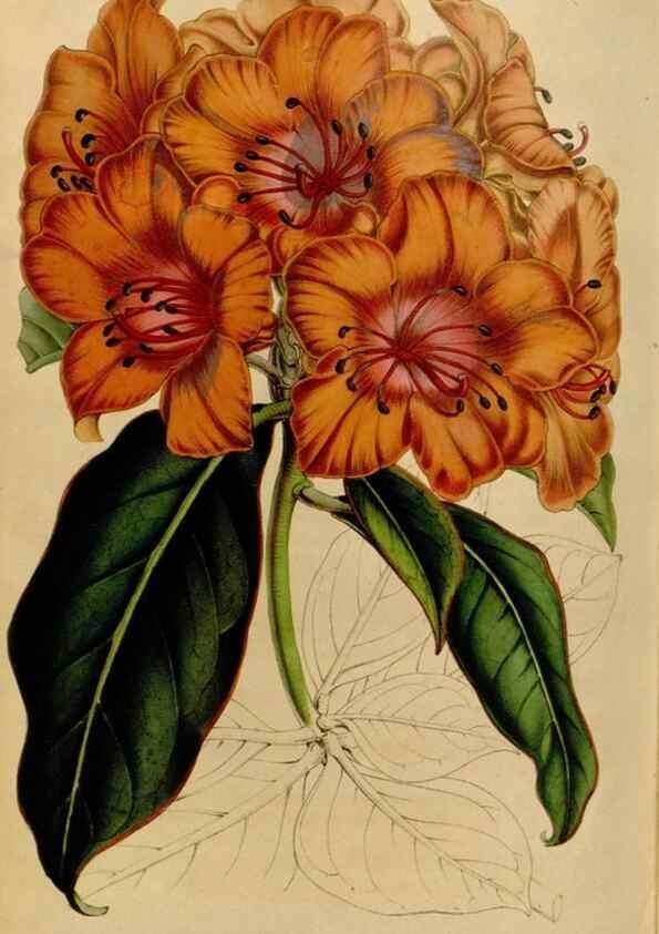 Reproducción/Reproduction 49643745127: Flore des serres et des jardins de l'Europe. A Gand :chez Louis van Houtte, eÌditeur,1845-1880.. 
