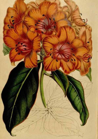 Reproducción/Reproduction 49643745127: Flore des serres et des jardins de l'Europe. A Gand :chez Louis van Houtte, eÌditeur,1845-1880.. 