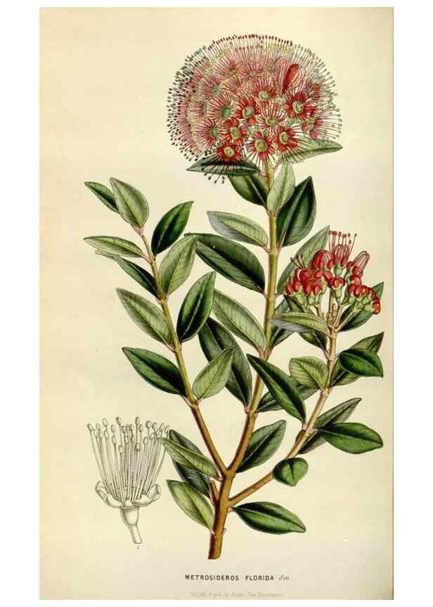 Reproducción/Reproduction 49642942128: Flore des serres et des jardins de l'Europe. A Gand :chez Louis van Houtte, eÌditeur,1845-1880.. 
