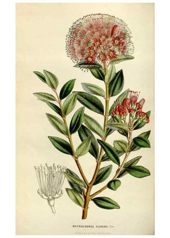 Reproducción/Reproduction 49642942128: Flore des serres et des jardins de l'Europe. A Gand :chez Louis van Houtte, eÌditeur,1845-1880.. 