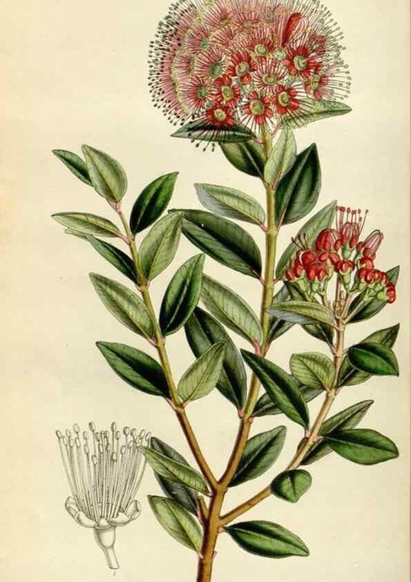 Reproducción/Reproduction 49642942128: Flore des serres et des jardins de l'Europe. A Gand :chez Louis van Houtte, eÌditeur,1845-1880.. 