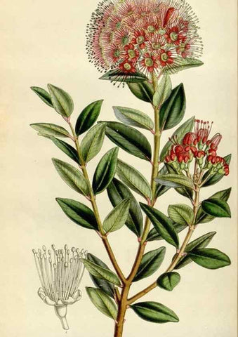 Reproducción/Reproduction 49642942128: Flore des serres et des jardins de l'Europe. A Gand :chez Louis van Houtte, eÌditeur,1845-1880.. 