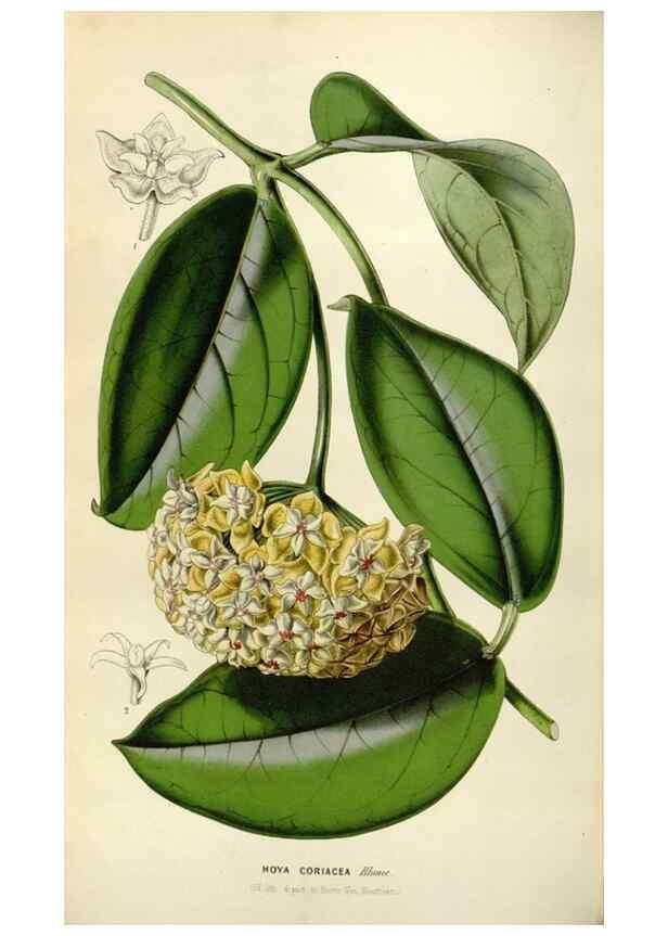 Reproducción/Reproduction 49642942418: Flore des serres et des jardins de l'Europe. A Gand :chez Louis van Houtte, eÌditeur,1845-1880.. 