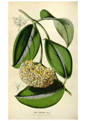 Reproducción/Reproduction 49642942418: Flore des serres et des jardins de l'Europe. A Gand :chez Louis van Houtte, eÌditeur,1845-1880.. 