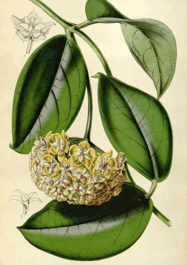 Reproducción/Reproduction 49642942418: Flore des serres et des jardins de l'Europe. A Gand :chez Louis van Houtte, eÌditeur,1845-1880.. 