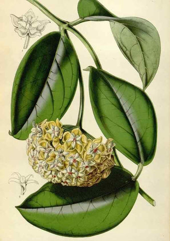 Reproducción/Reproduction 49642942418: Flore des serres et des jardins de l'Europe. A Gand :chez Louis van Houtte, eÌditeur,1845-1880.. 