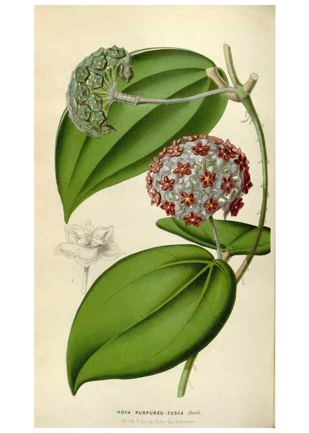 Reproducción/Reproduction 49643746077: Flore des serres et des jardins de l'Europe. A Gand :chez Louis van Houtte, eÌditeur,1845-1880.. 