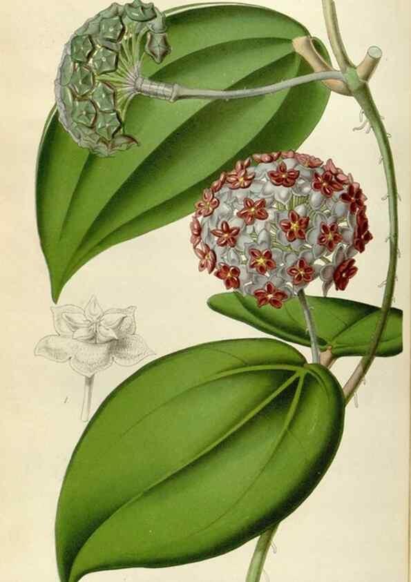 Reproducción/Reproduction 49643746077: Flore des serres et des jardins de l'Europe. A Gand :chez Louis van Houtte, eÌditeur,1845-1880.. 