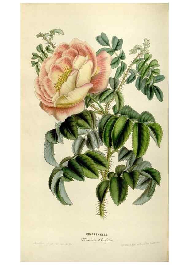 Reproducción/Reproduction 49643746447: Flore des serres et des jardins de l'Europe. A Gand :chez Louis van Houtte, eÌditeur,1845-1880.. 