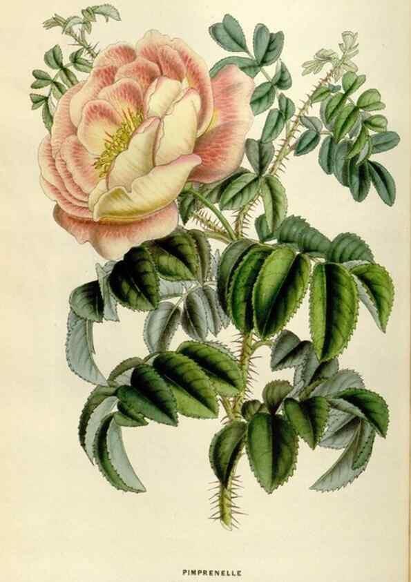 Reproducción/Reproduction 49643746447: Flore des serres et des jardins de l'Europe. A Gand :chez Louis van Houtte, eÌditeur,1845-1880.. 