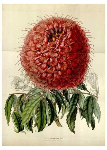 Reproducción/Reproduction 49643746732: Flore des serres et des jardins de l'Europe. A Gand :chez Louis van Houtte, eÌditeur,1845-1880.. 