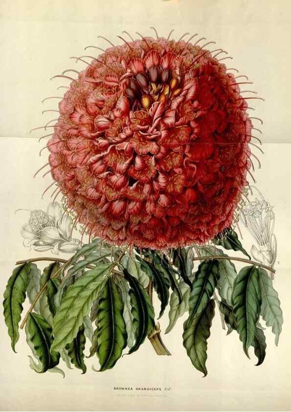 Reproducción/Reproduction 49643746732: Flore des serres et des jardins de l'Europe. A Gand :chez Louis van Houtte, eÌditeur,1845-1880.. 