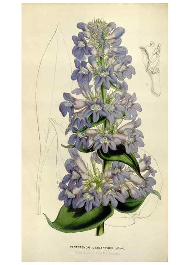 Reproducción/Reproduction 49643747022: Flore des serres et des jardins de l'Europe. A Gand :chez Louis van Houtte, eÌditeur,1845-1880.. 