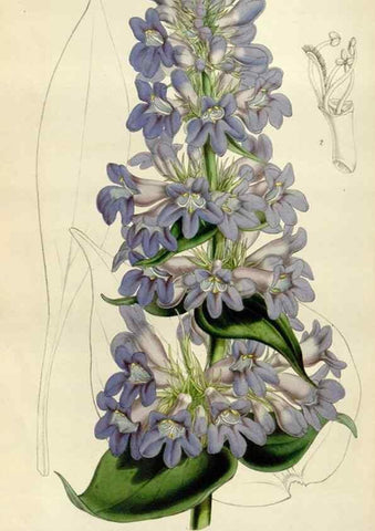 Reproducción/Reproduction 49643747022: Flore des serres et des jardins de l'Europe. A Gand :chez Louis van Houtte, eÌditeur,1845-1880.. 