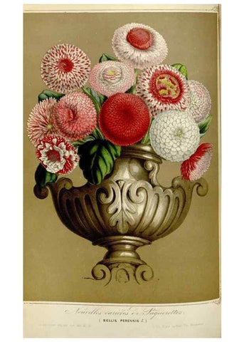 Reproducción/Reproduction 49643471396: Flore des serres et des jardins de l'Europe. A Gand :chez Louis van Houtte, eÌditeur,1845-1880.. 