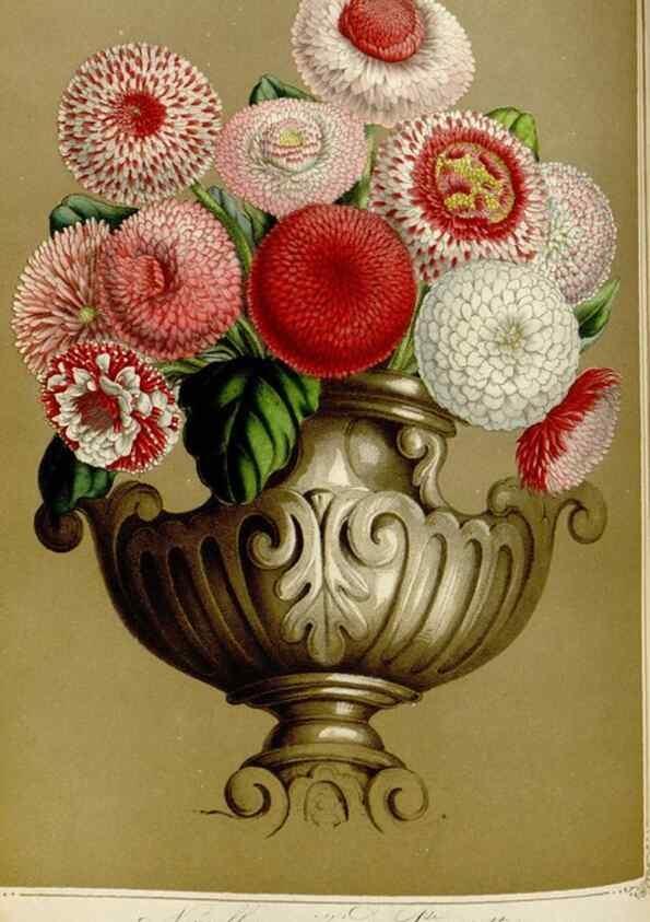 Reproducción/Reproduction 49643471396: Flore des serres et des jardins de l'Europe. A Gand :chez Louis van Houtte, eÌditeur,1845-1880.. 