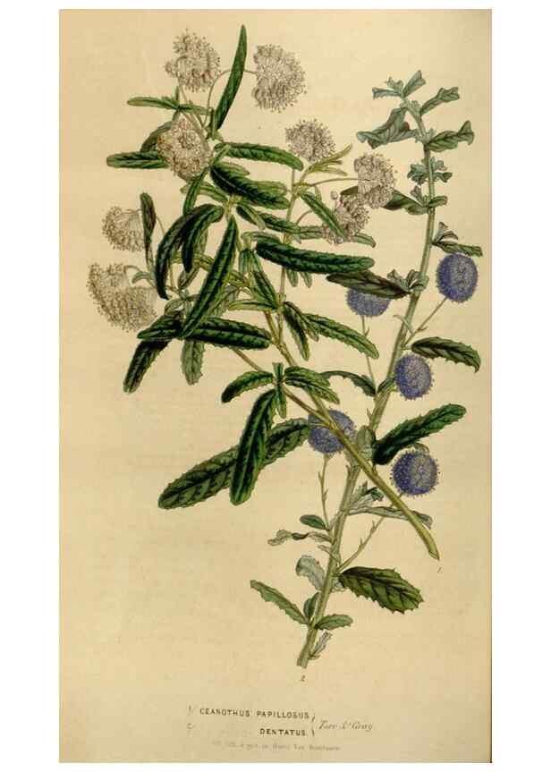 Reproducción/Reproduction 49642939908: Flore des serres et des jardins de l'Europe. A Gand :chez Louis van Houtte, eÌditeur,1845-1880.. 