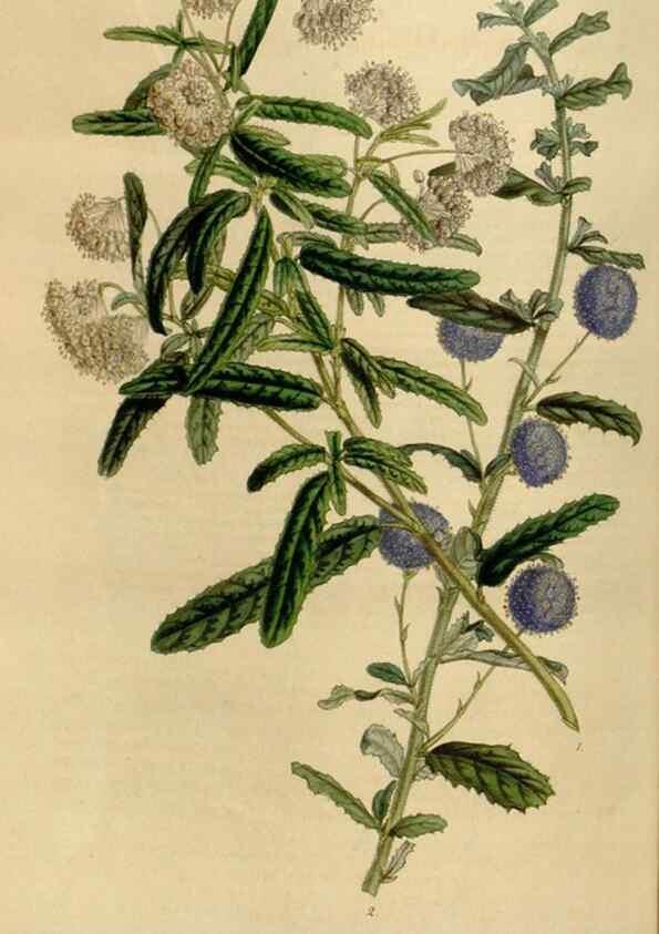 Reproducción/Reproduction 49642939908: Flore des serres et des jardins de l'Europe. A Gand :chez Louis van Houtte, eÌditeur,1845-1880.. 