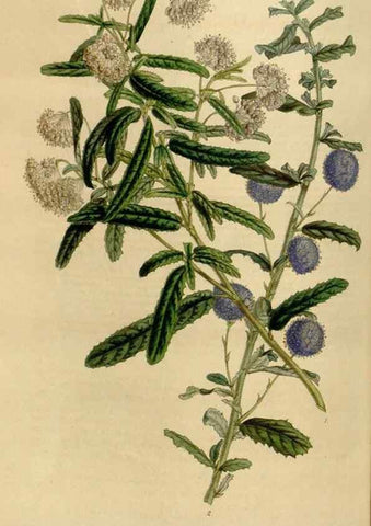 Reproducción/Reproduction 49642939908: Flore des serres et des jardins de l'Europe. A Gand :chez Louis van Houtte, eÌditeur,1845-1880.. 