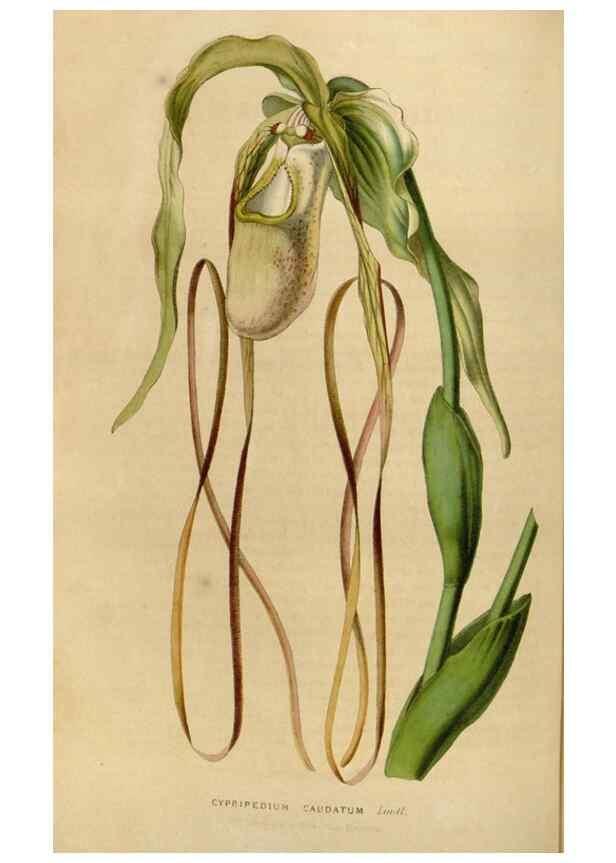 Reproducción/Reproduction 49643742807: Flore des serres et des jardins de l'Europe. A Gand :chez Louis van Houtte, eÌditeur,1845-1880.. 