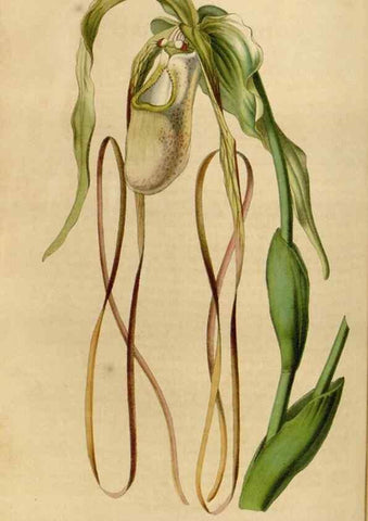 Reproducción/Reproduction 49643742807: Flore des serres et des jardins de l'Europe. A Gand :chez Louis van Houtte, eÌditeur,1845-1880.. 