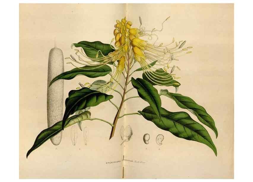 Reproducción/Reproduction 49643742527: Flore des serres et des jardins de l'Europe. A Gand :chez Louis van Houtte, eÌditeur,1845-1880.. 