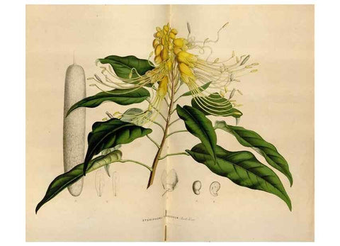 Reproducción/Reproduction 49643742527: Flore des serres et des jardins de l'Europe. A Gand :chez Louis van Houtte, eÌditeur,1845-1880.. 