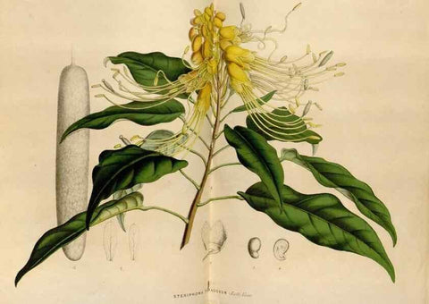 Reproducción/Reproduction 49643742527: Flore des serres et des jardins de l'Europe. A Gand :chez Louis van Houtte, eÌditeur,1845-1880.. 