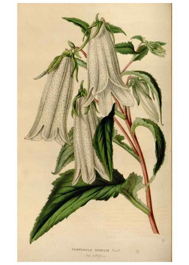 Reproducción/Reproduction 49643466326: Flore des serres et des jardins de l'Europe. A Gand :chez Louis van Houtte, eÌditeur,1845-1880.. 