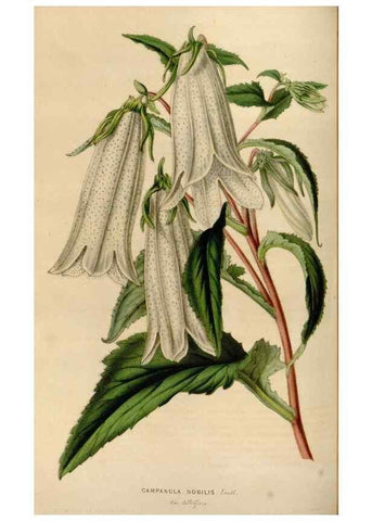 Reproducción/Reproduction 49643466326: Flore des serres et des jardins de l'Europe. A Gand :chez Louis van Houtte, eÌditeur,1845-1880.. 